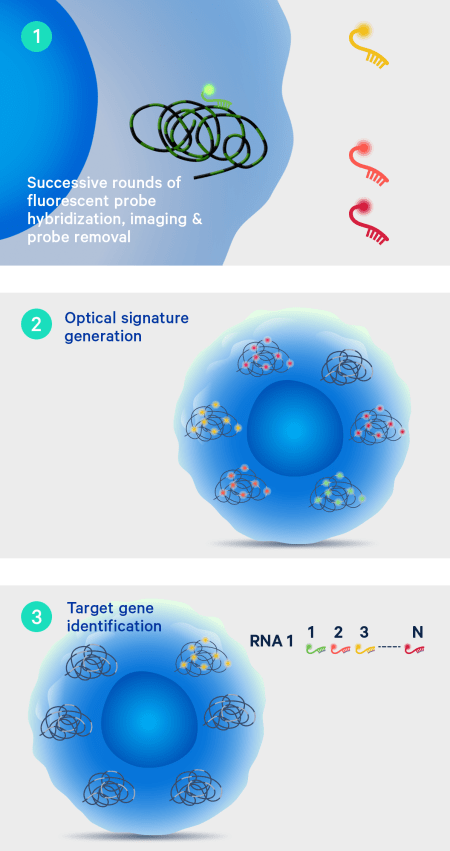 In Situ Chemistry & Transcriptomics Technology | 10x Genomics